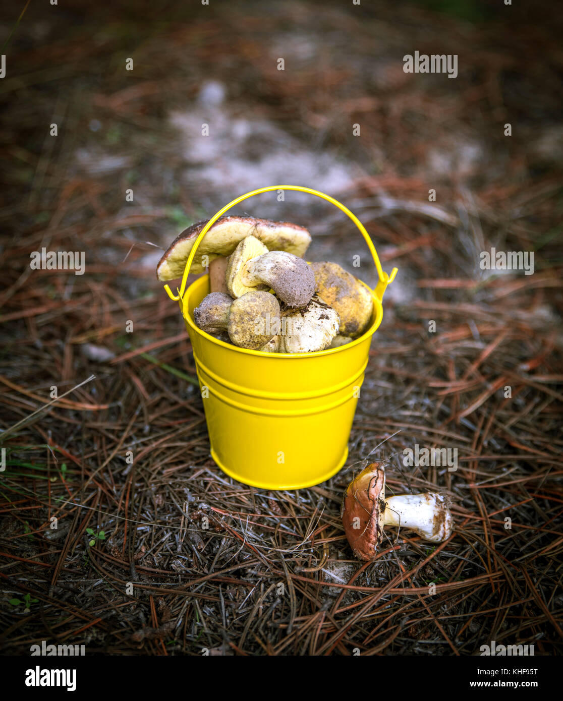 edible wild mushrooms in a yellow bucket, top view Stock Photo