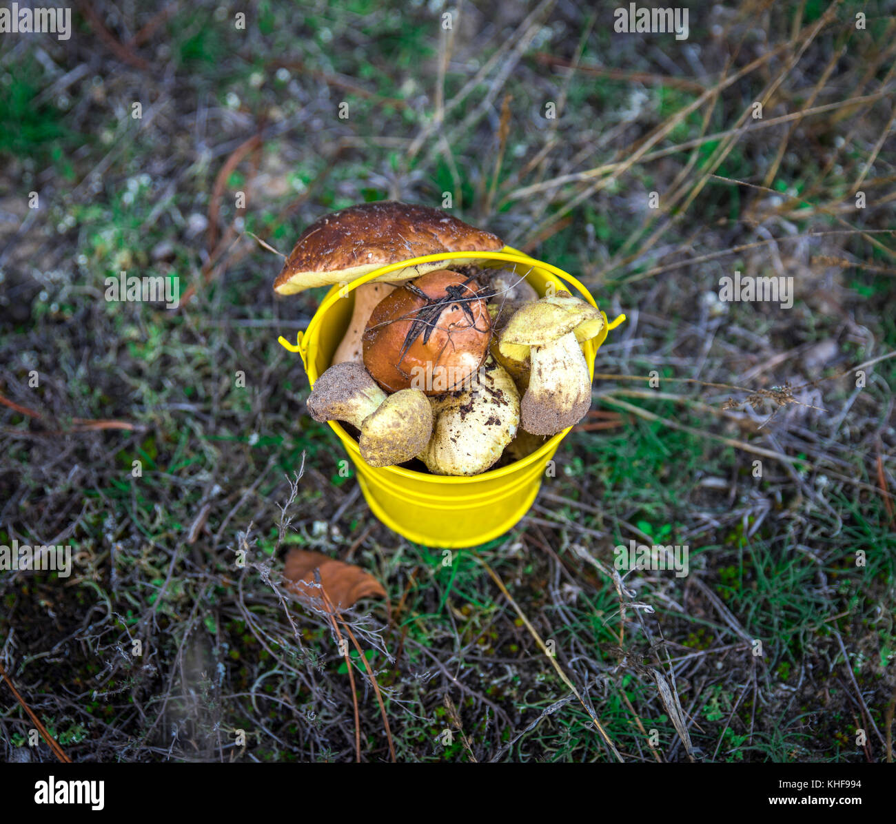 fresh edible wild mushrooms in a yellow bucket on a clearing, top view Stock Photo