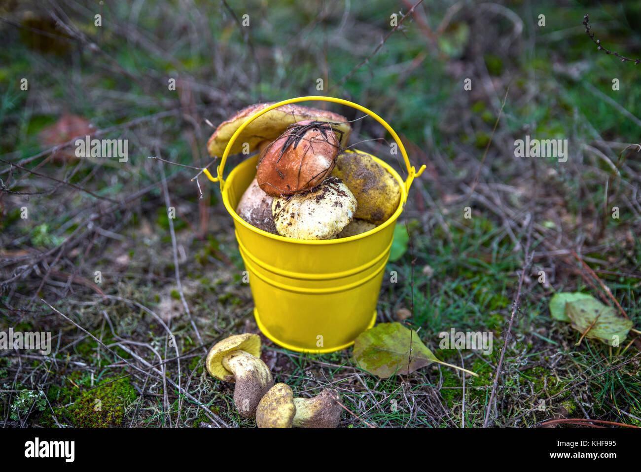 fresh wild mushrooms in a yellow bucket on the meadow, view from above Stock Photo
