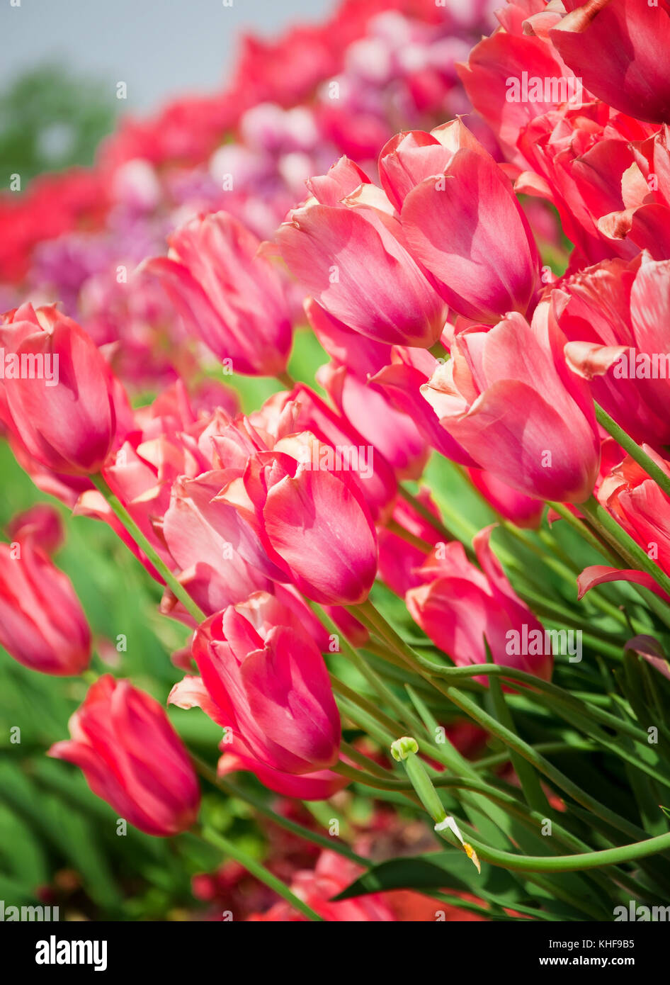 tulips Stock Photo - Alamy