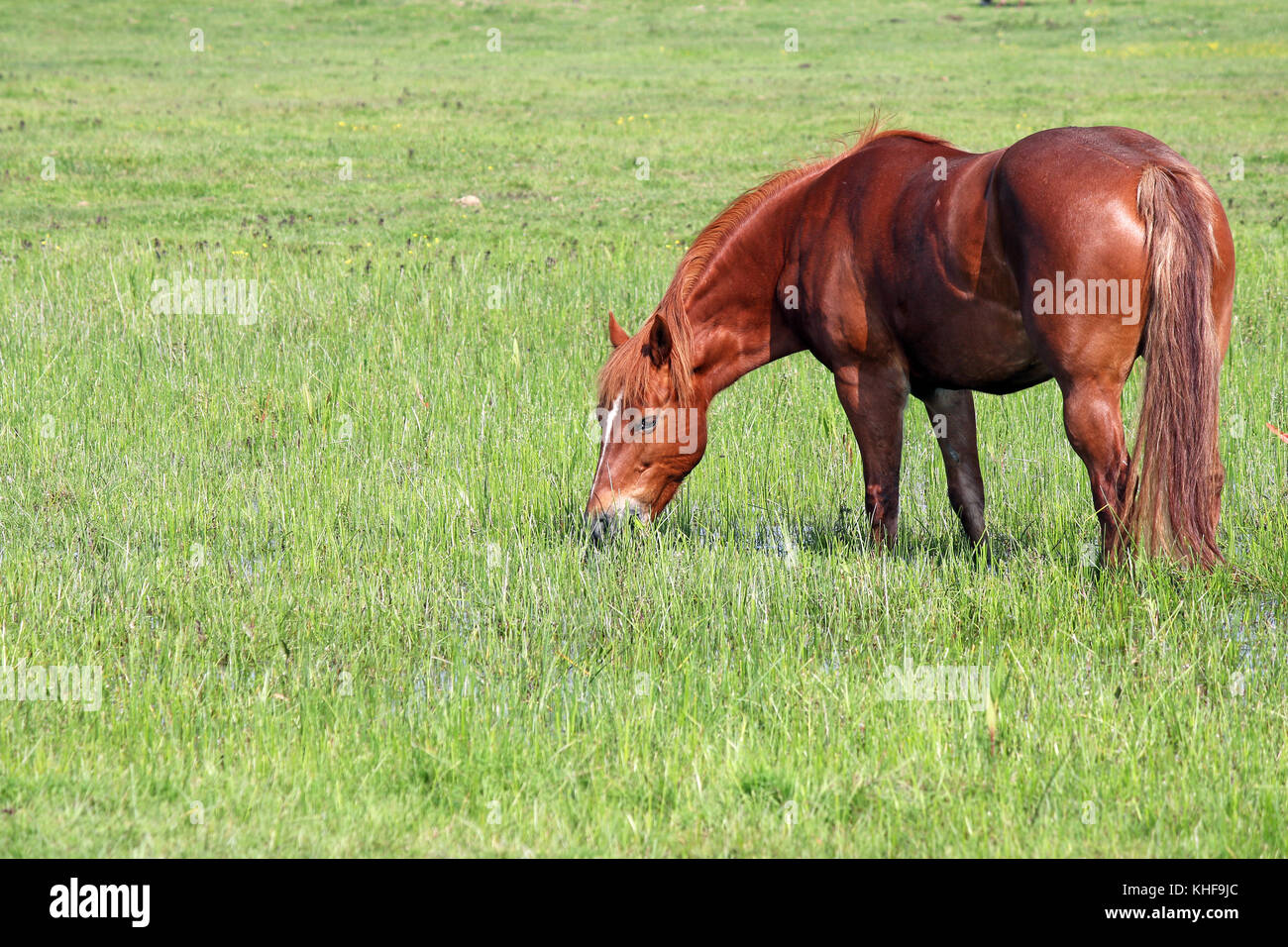 brown horse on green grass field Stock Photo - Alamy