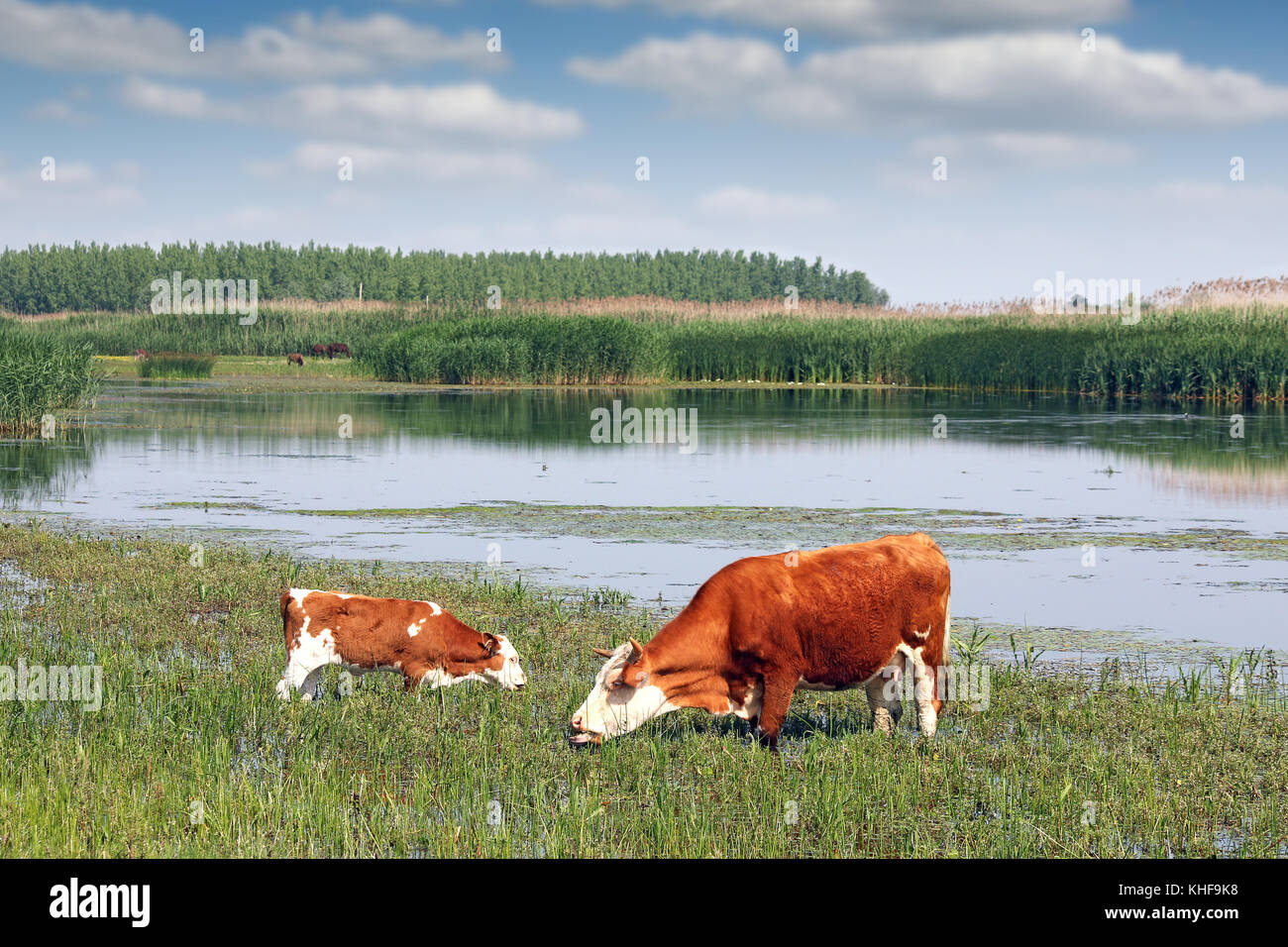 cow and calf on pasture near river Stock Photo - Alamy