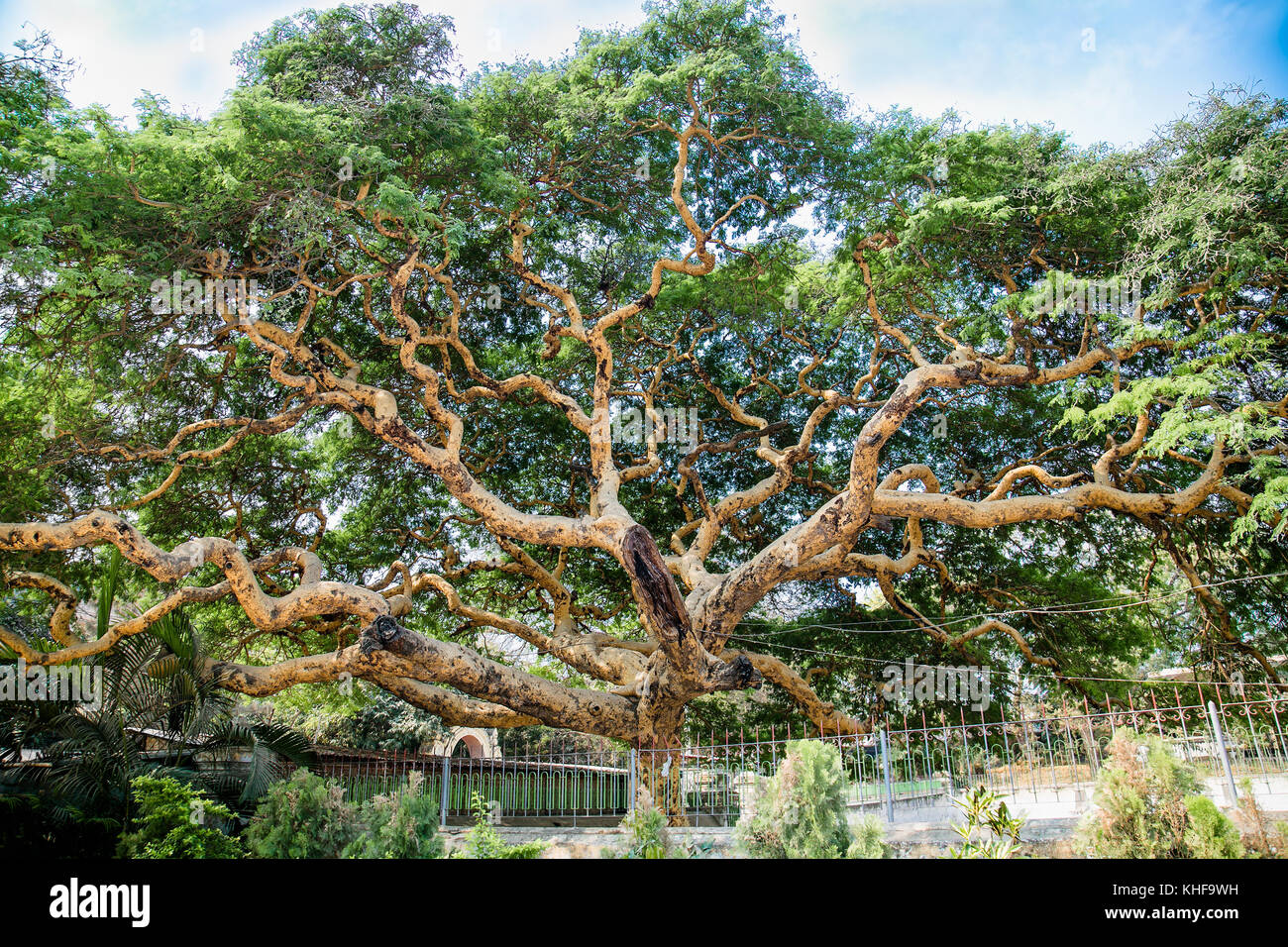 Twisted branches of acacia tree Vachellia leucophloea in Mingun, Myanmar. (Burma) Stock Photo