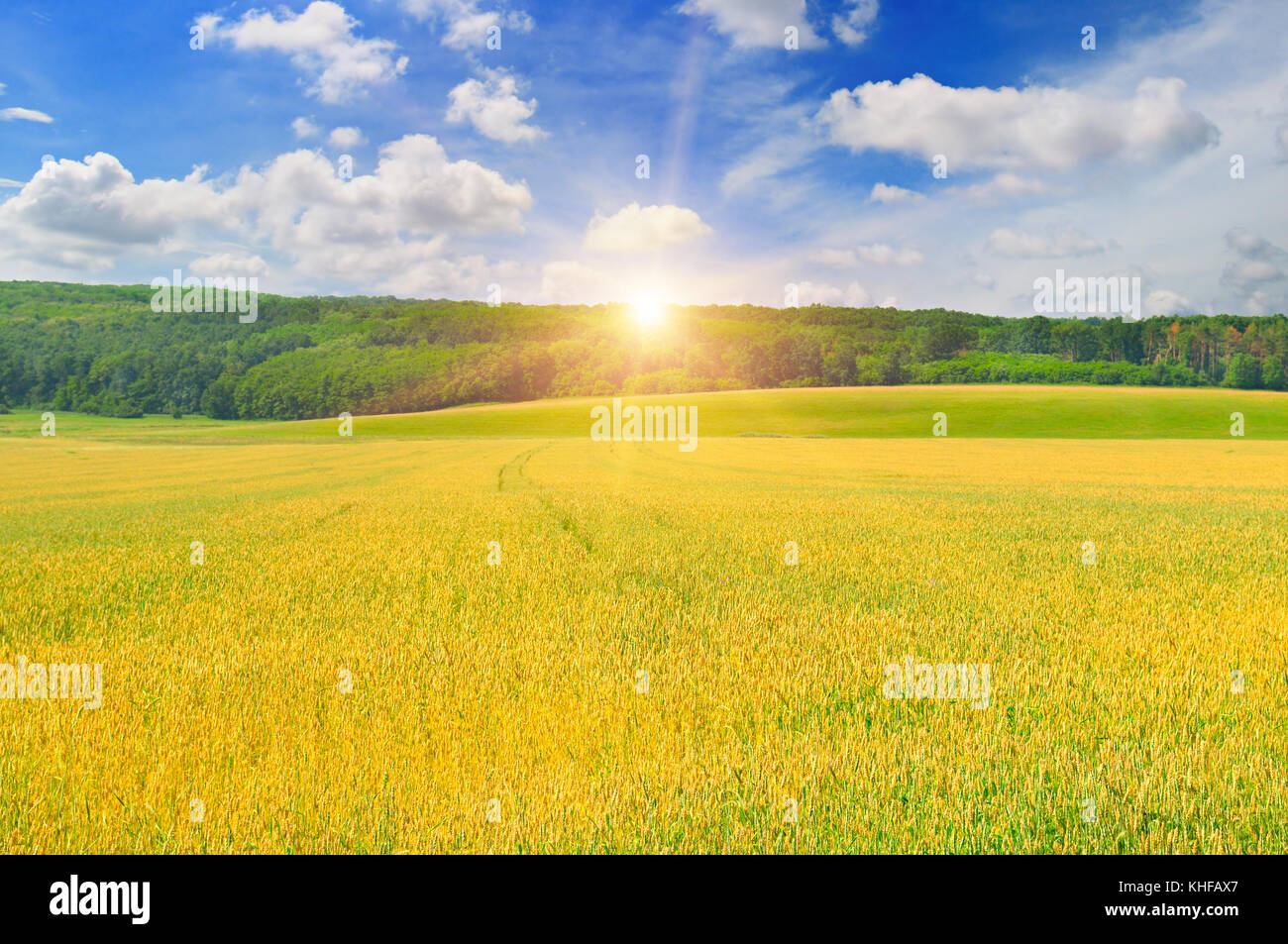 wheat field and sunrise in the blue sky Stock Photo - Alamy