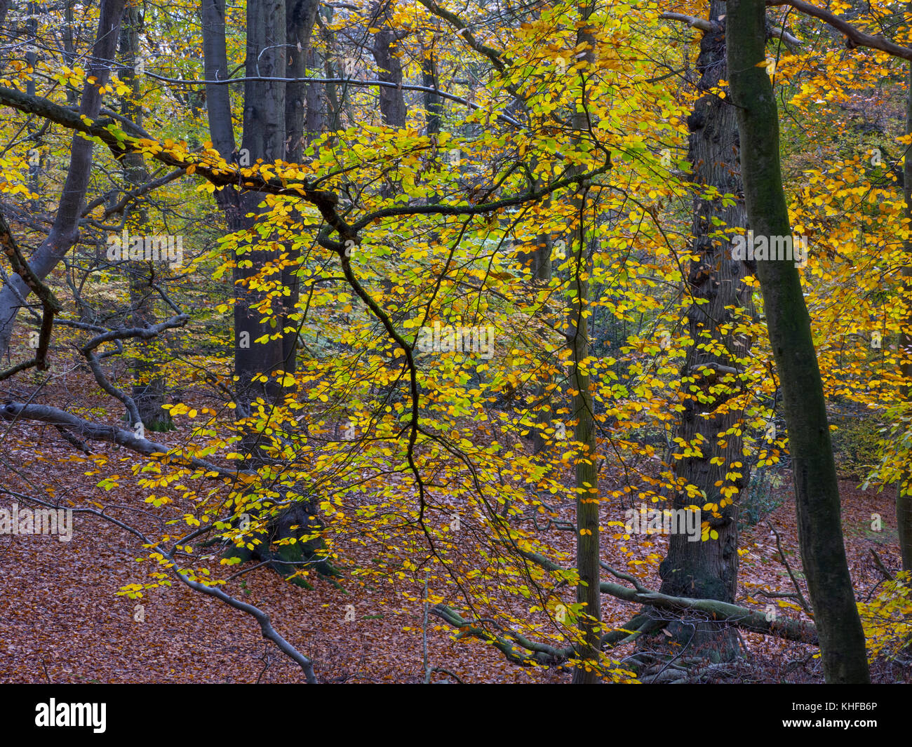 Beech trees Fagus sylvatica  and autumn leaves Felbrigg Great Wood Norfolk UK Early November Stock Photo