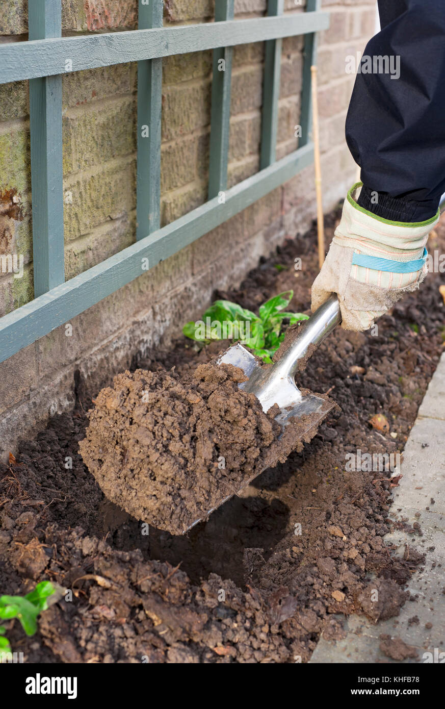 Close up of man person gardener digging hole for plant in garden England UK United Kingdom GB Great Britain Stock Photo