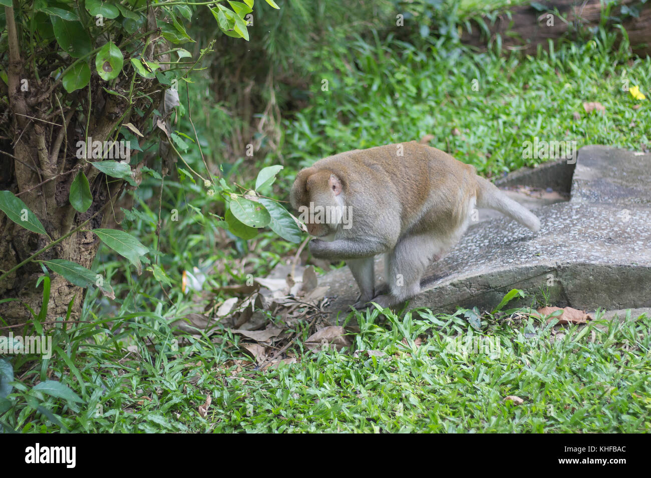 Asian monkeys hi-res stock photography and images - Alamy