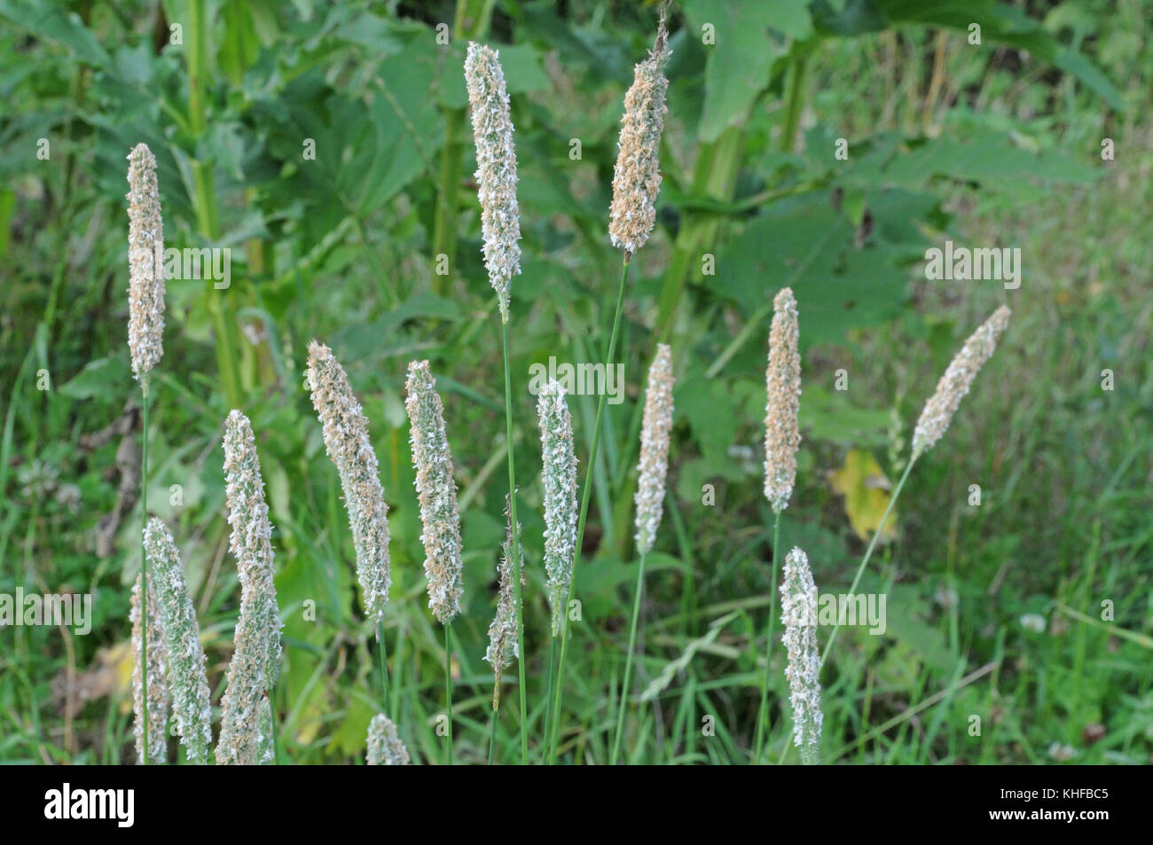 flowering meadow foxtail Stock Photo