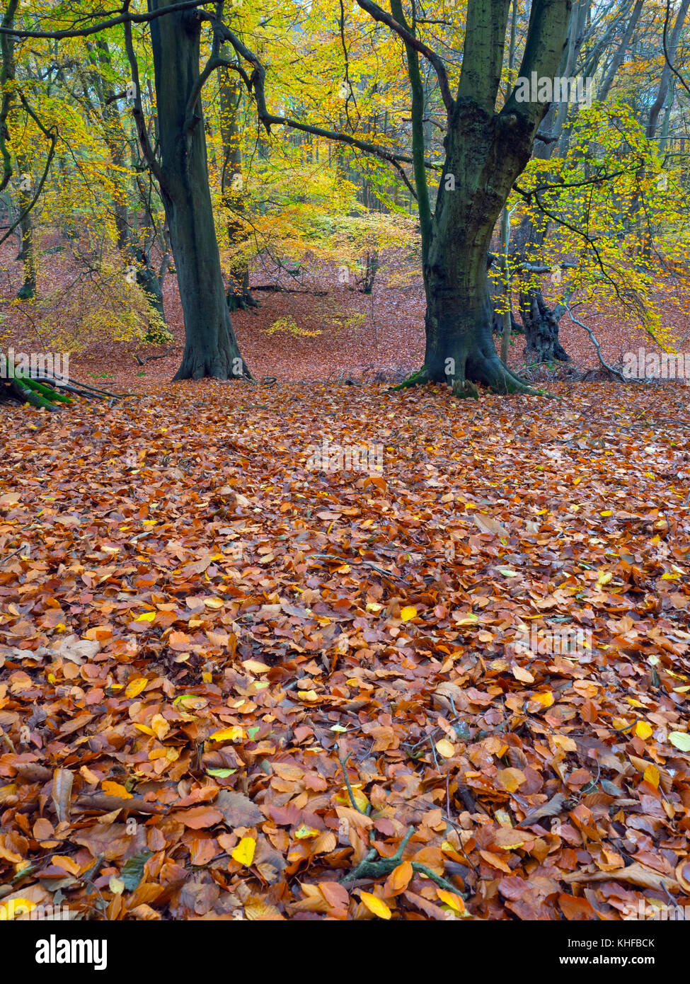 Beech Trees Fagus Sylvatica And Autumn Leaves Felbrigg Great Wood 