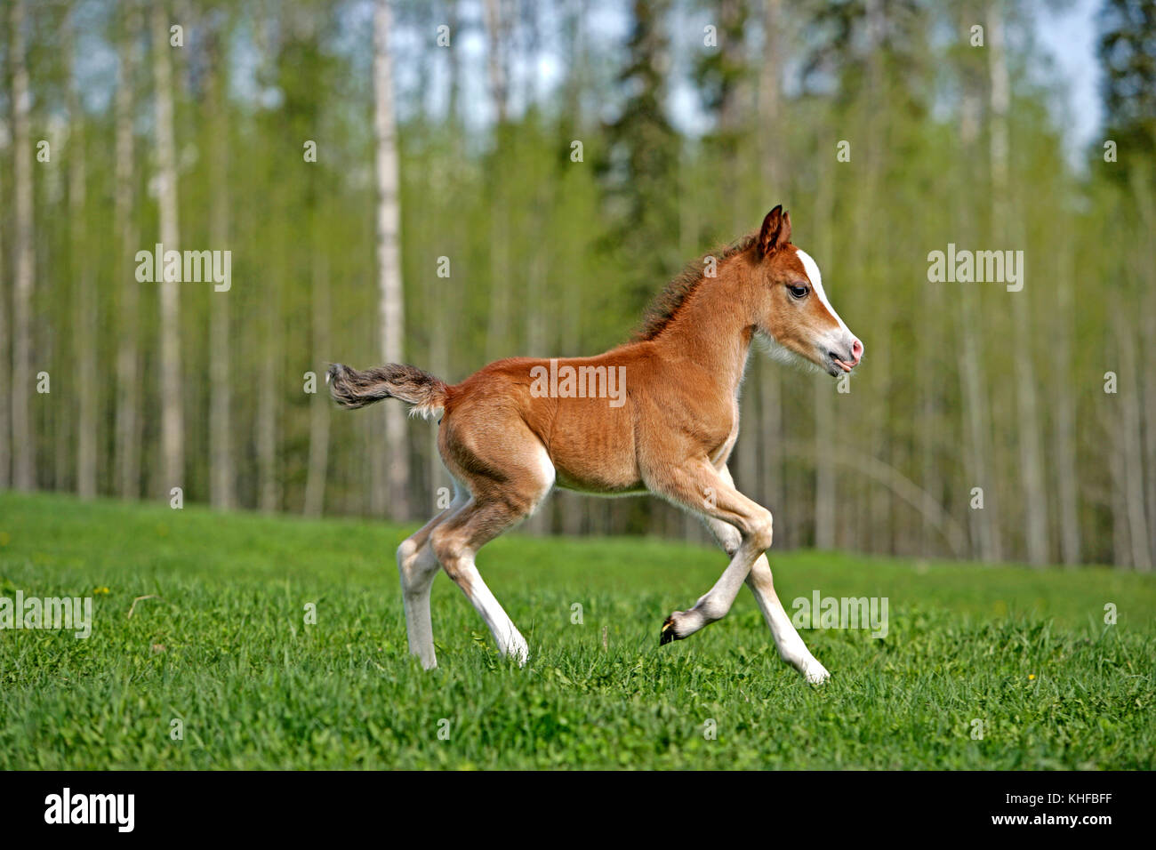 Welsh Mountain Pony Colt running on meadow Stock Photo