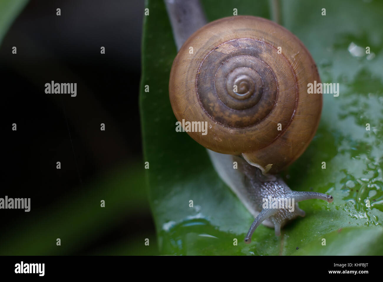 The snail is on a green leaf with drops of water blurry on out focus ...