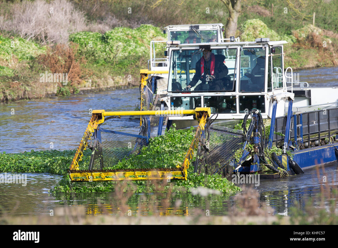 Environment Agency clearing the Pennywort weed on the River Cam in Cambridge on this week (Nov 16). Part of the river is now closed as they remove the invasive plant, which is taking over the water and threatening the punting industry.  A section of the world-famous River Cam in the university city of Cambridge has been closed today to allow a specialist WEED-CUTTING BOAT to remove an invasive plant, which is taking over the water and threatening the punting industry.  The special machine has been employed by the Environment Agency to eradicate floating Pennywort, which can starve fish and pla Stock Photo
