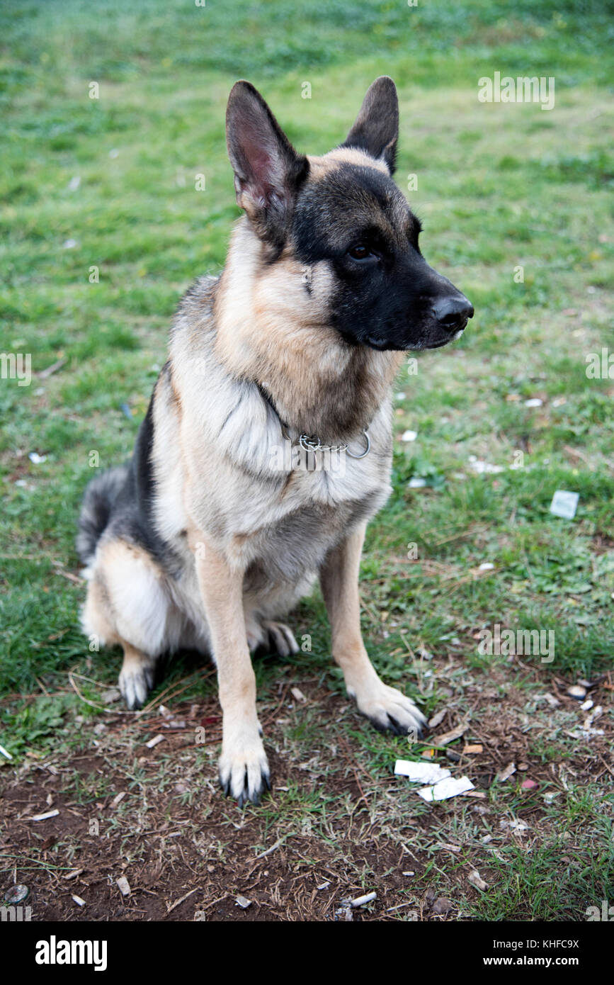 Portrait of an German shepherd dog relaxing at the Parco degli ...