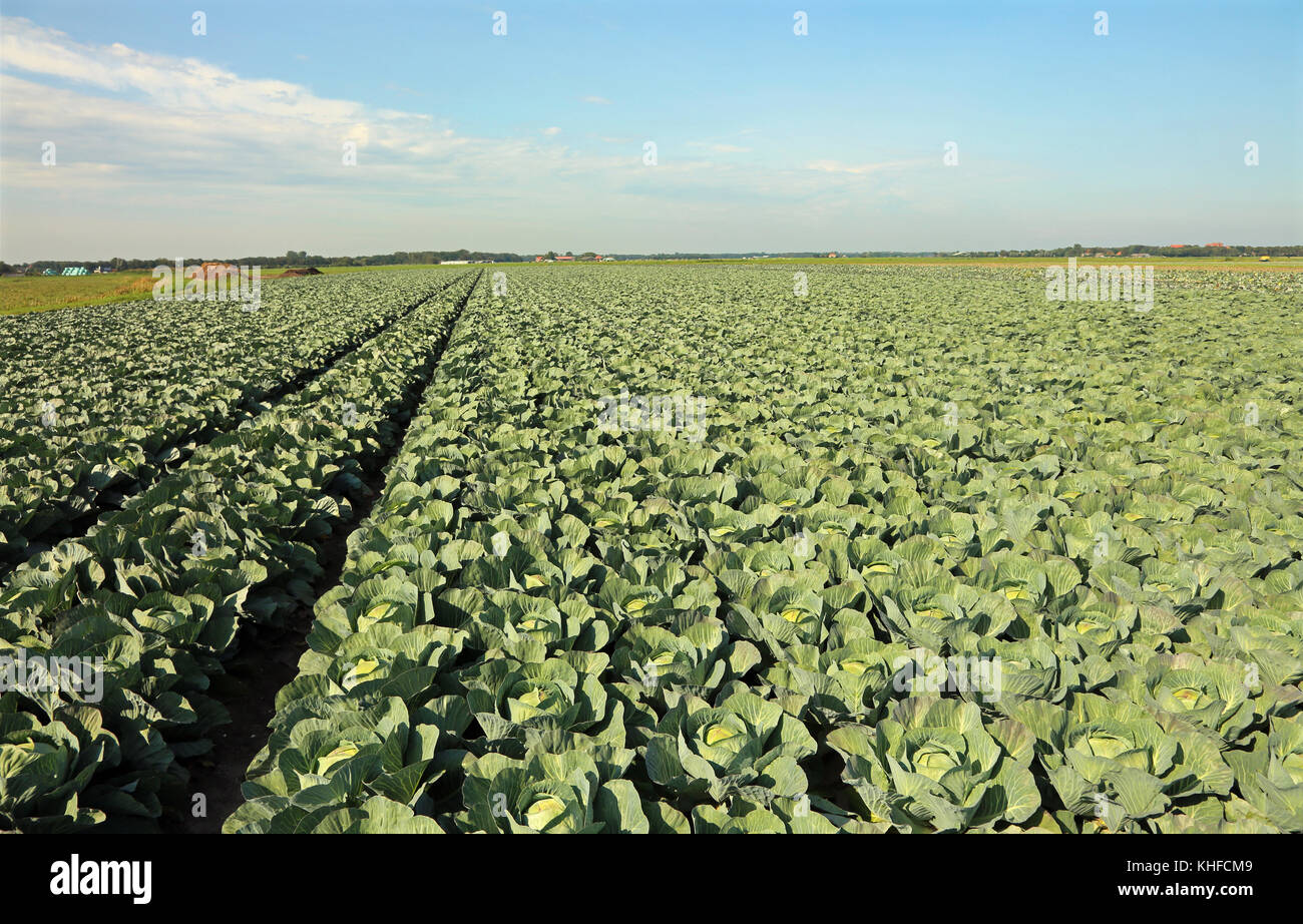 cultivation of many green cabbages in northern Europe in the summer ...