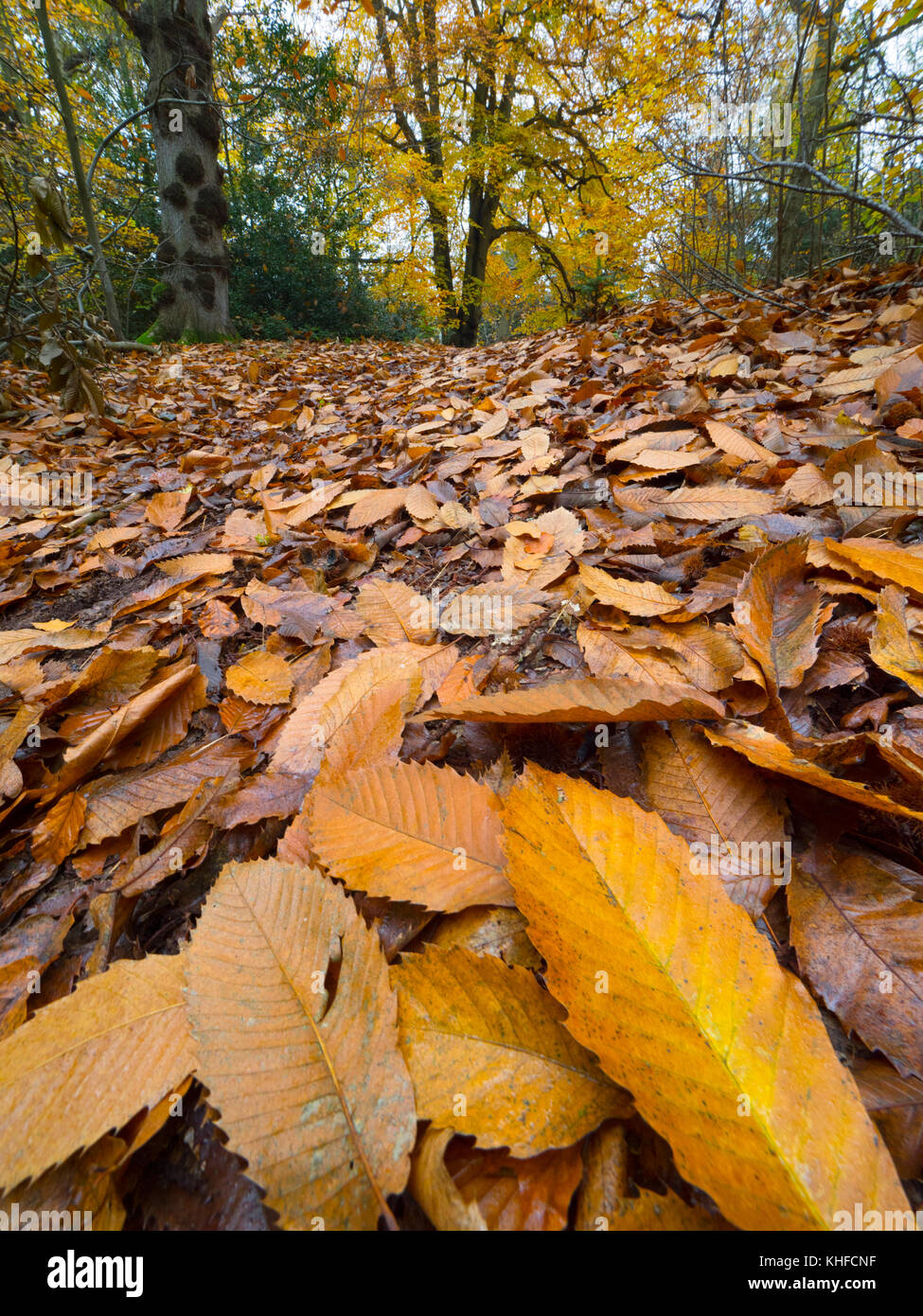 Beech trees Fagus sylvatica  and fallen leaves Norfolk UK Early November Stock Photo