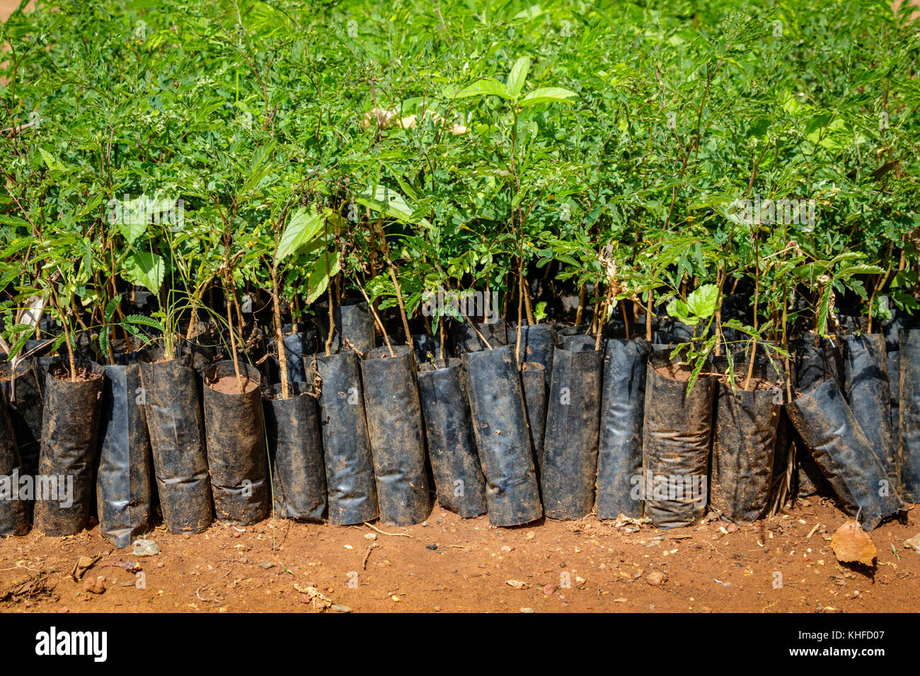 Tree planting Uganda, close up of many small seedlings growing in African soil with plastic protection Stock Photo