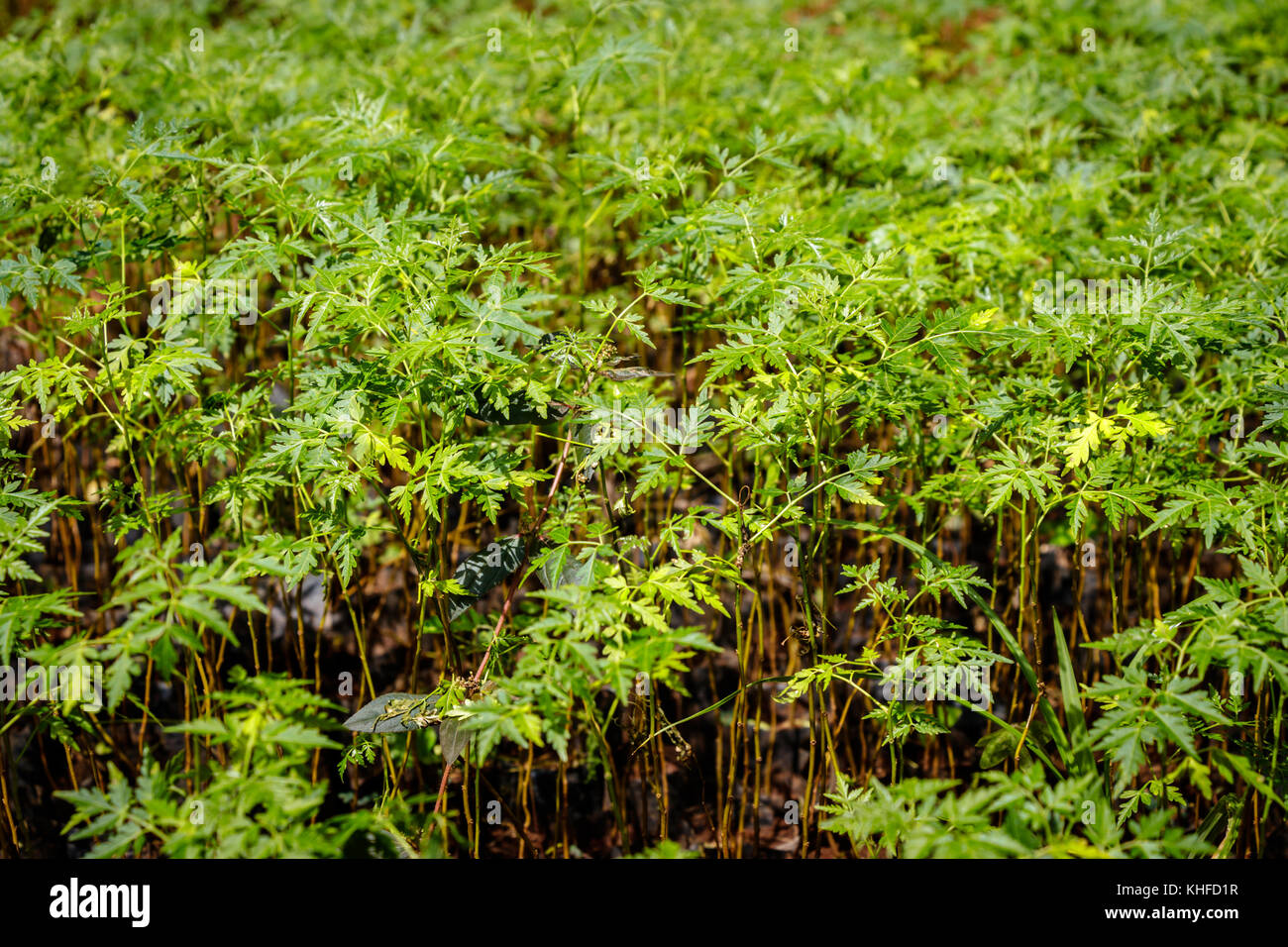 Tree planting Uganda, close up of many small seedlings. Stock Photo