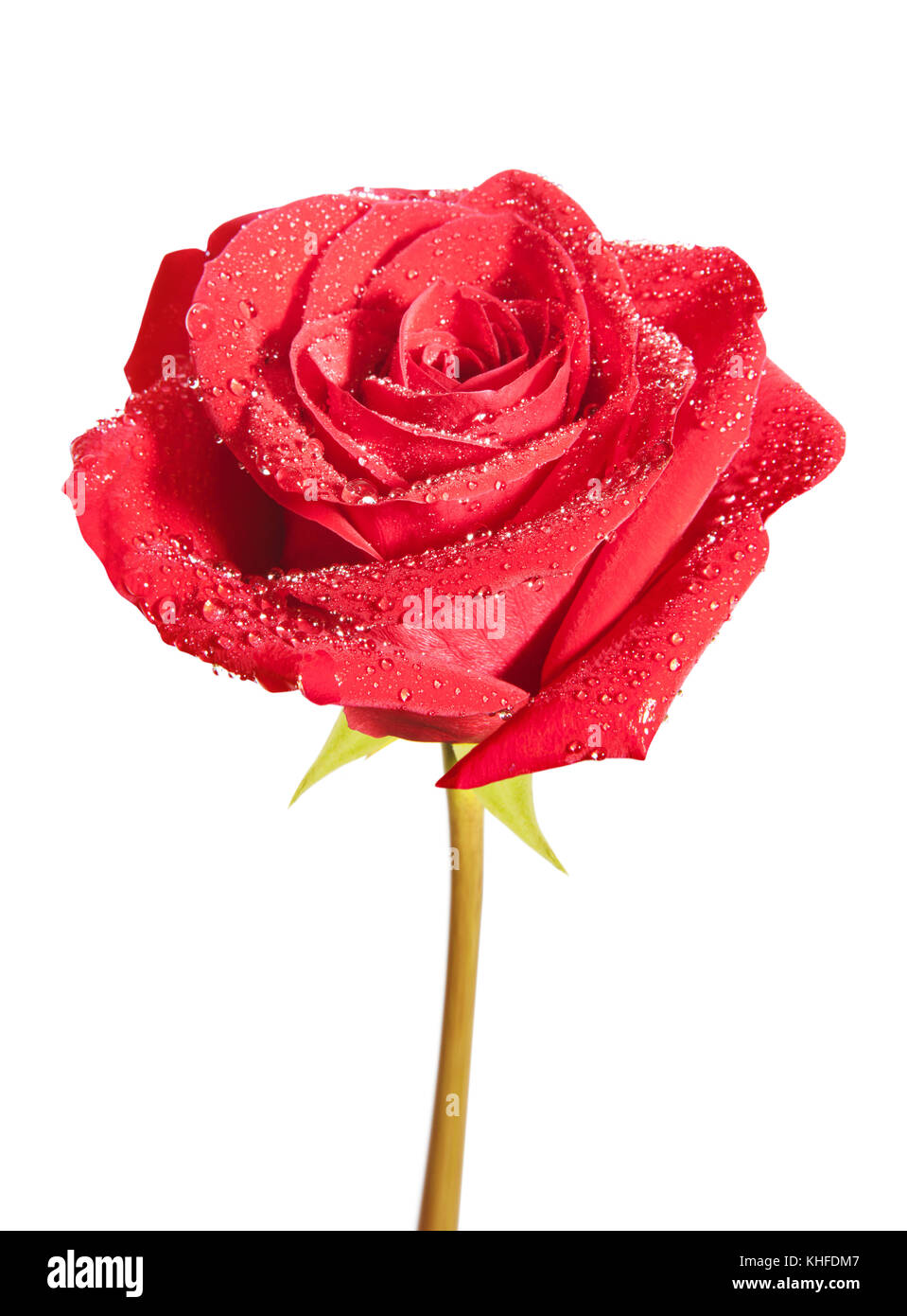 Red rose flower isolated on the white background Stock Photo - Alamy