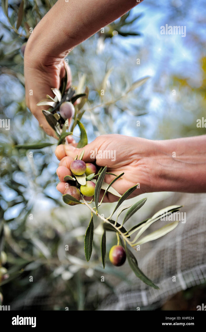 Closeup of hands of an adult woman as she works to pick olives Stock