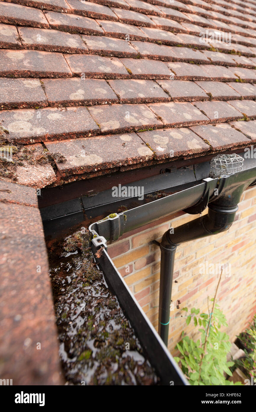 Moss growing on clay concrete roof tiles washed down into black plastic gutter filling it up causing blocked pipes dampness in facia boards and rot Stock Photo