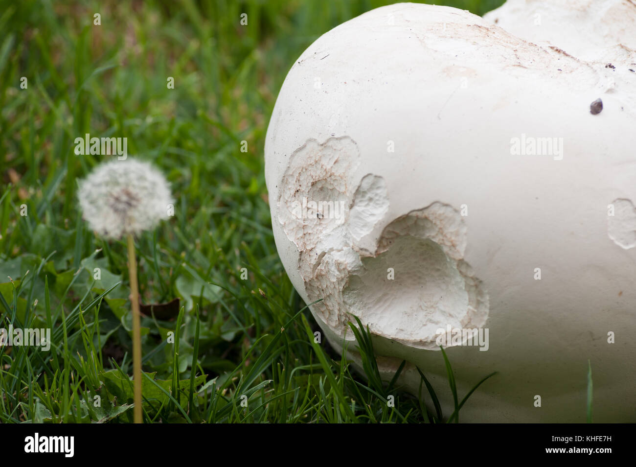 Giant puffball fungus maturing and soon to be ready to disperse its spores in the meantime it has been nibbled by slugs and mice Calvatia gigantea Stock Photo