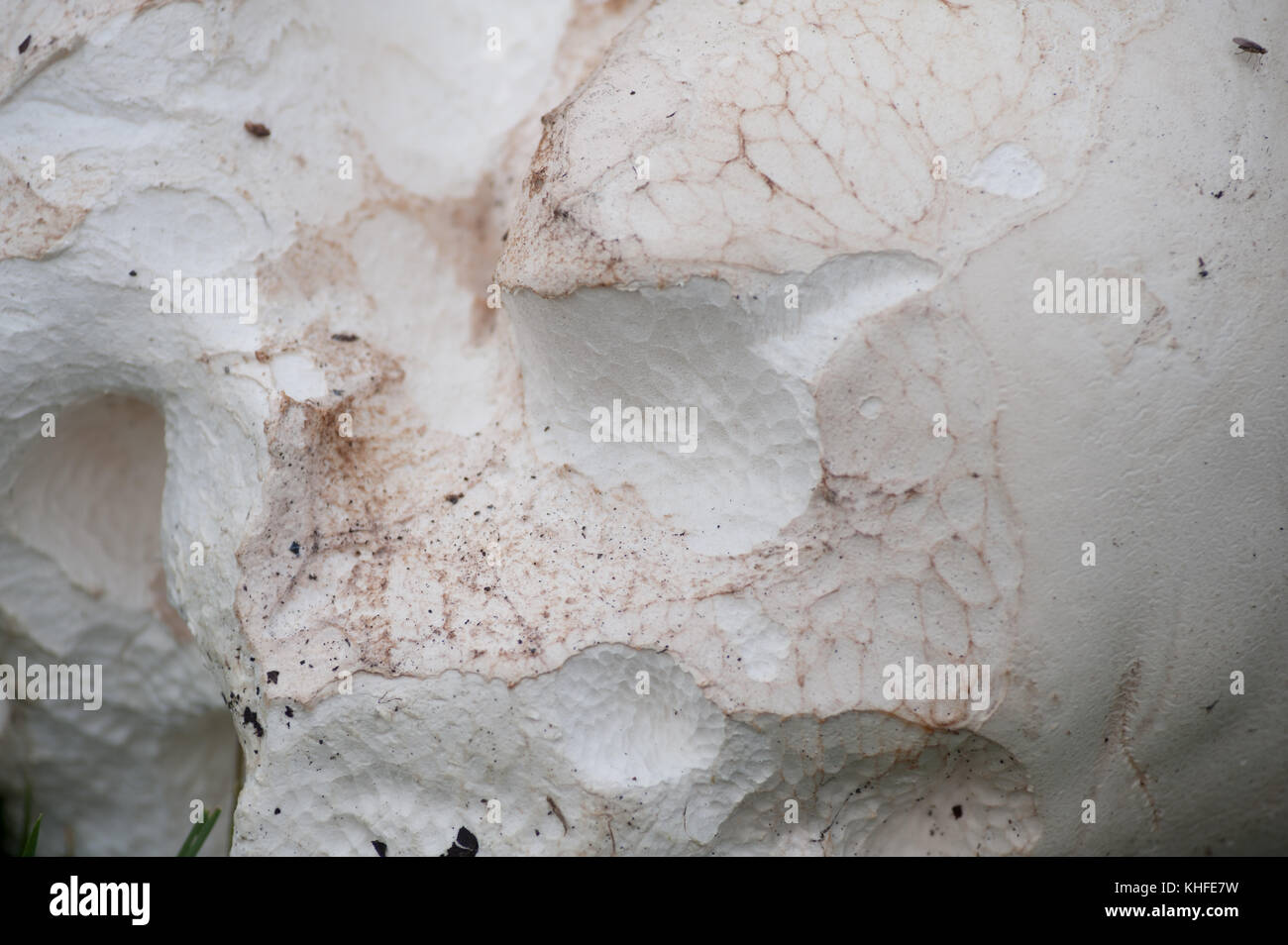 Gleba Giant puffball fungus maturing and soon to be ready to disperse its ...