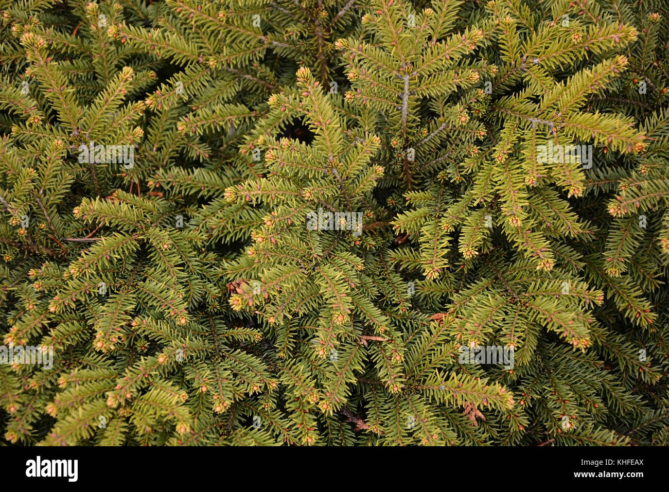 Branches of green fir tree. Background Stock Photo - Alamy