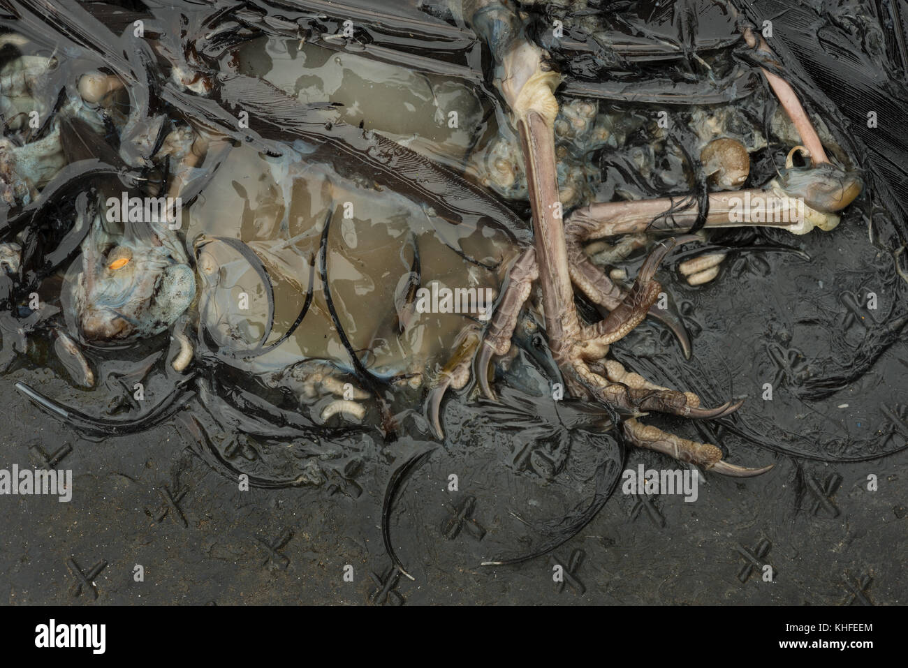 Remains of blackbird bird which has decayed in its own soup of digested ...