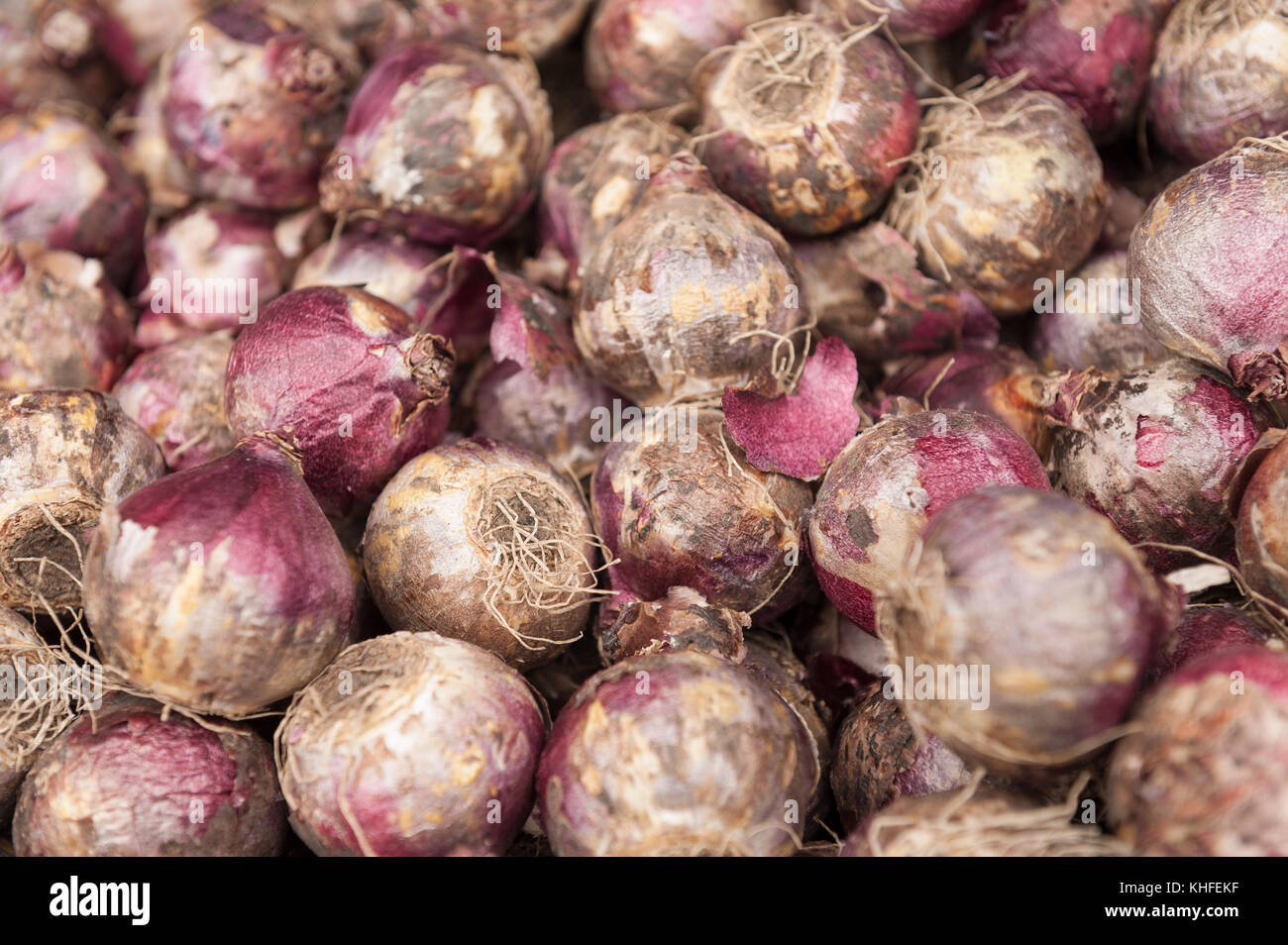 Lots hyacinth bulbs with irritant bulb casing that to some cause