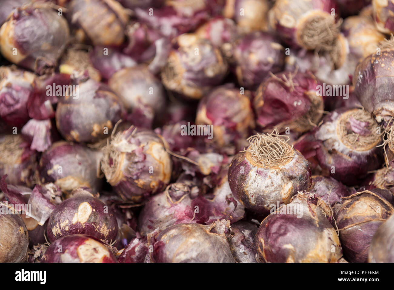 Lots hyacinth bulbs with irritant bulb casing that to some cause