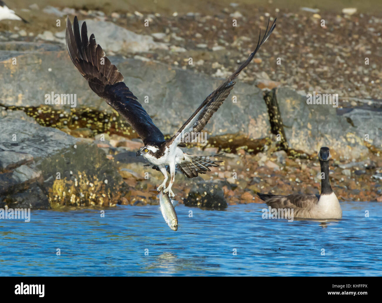 Osprey (Pandion haliaetus) snatches Alewife (Alosa pseudoharengus) from the Atlantic Ocean, as a Canada Goose (Branta canadensis) looks on. Acadia Nat Stock Photo