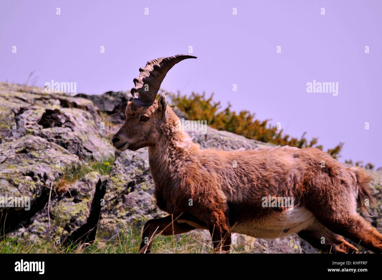 Le Bouquetin High Resolution Stock Photography And Images Alamy