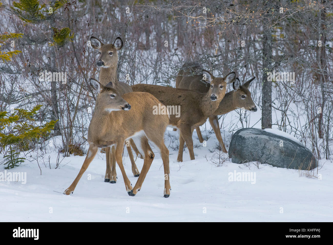 White-tailed Deer (Odocoileus virginianus) gather at the edge of a snow-covered pond. Acadia National Park, Maine, USA. Stock Photo