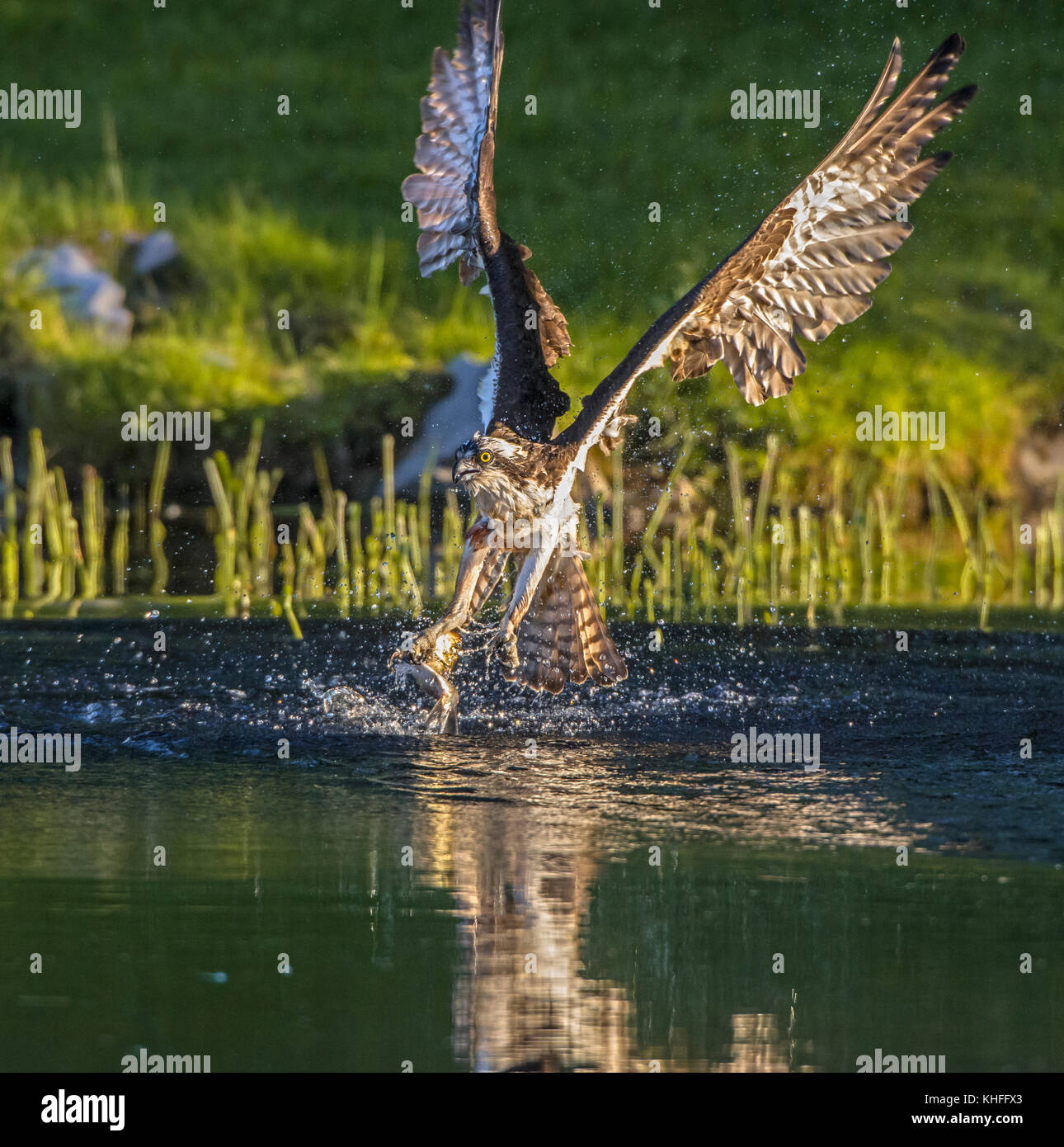 Osprey (Pandion haliaetus) snatches Alewife (Alosa pseudoharengus) from a small pond along the Atlantic ocean. Acadia National Park, Maine, USA. Stock Photo
