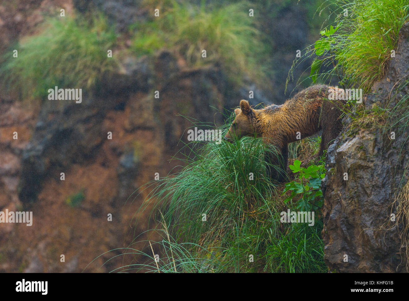 Brown bear (Ursus arctos) Stock Photo