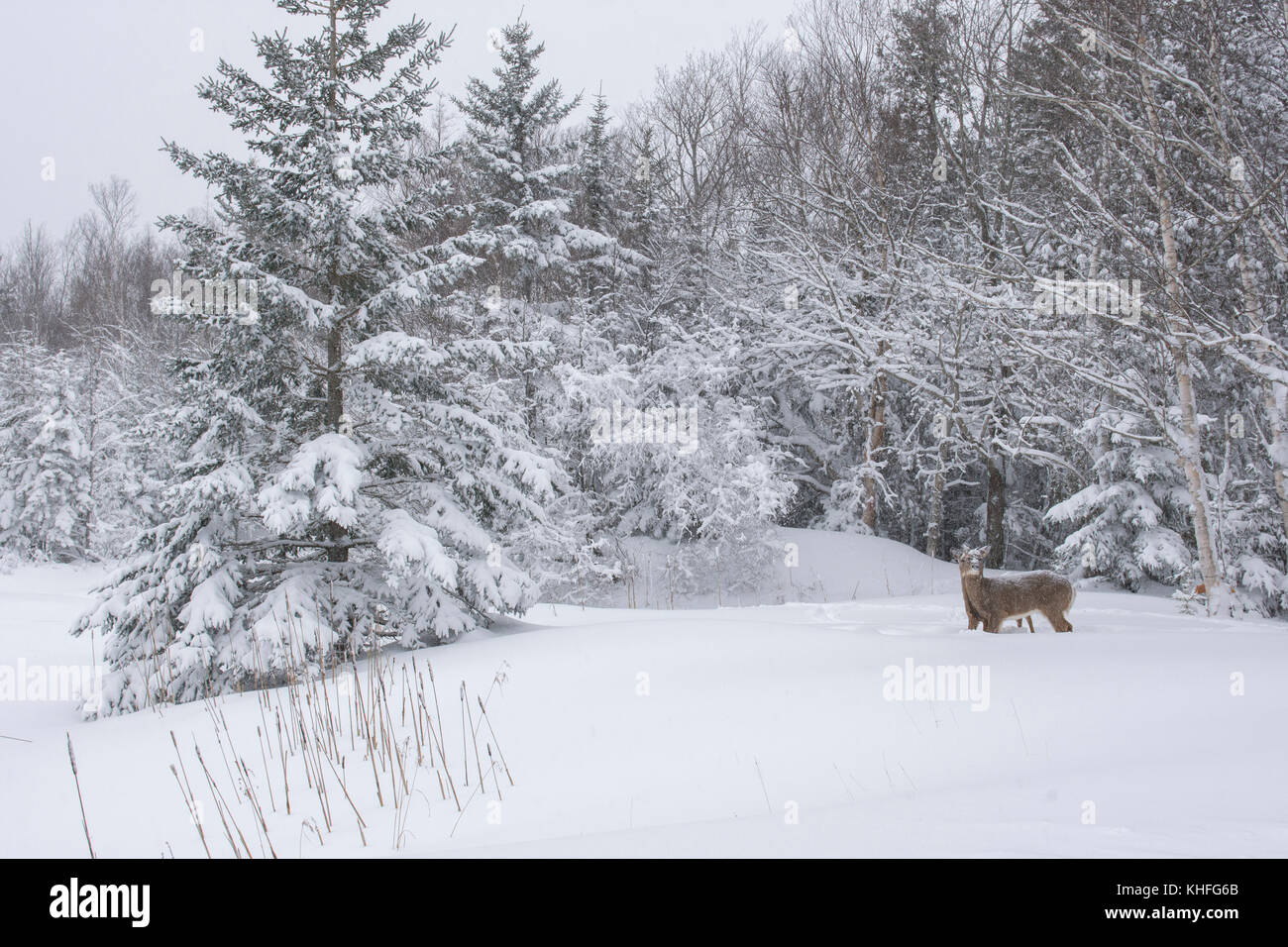 White-tailed Deer (Odocoileus virginianus) mother and fawn in a snowstorm, at the edge of a snow-covered pond. Acadia National Park, Maine, USA. Stock Photo