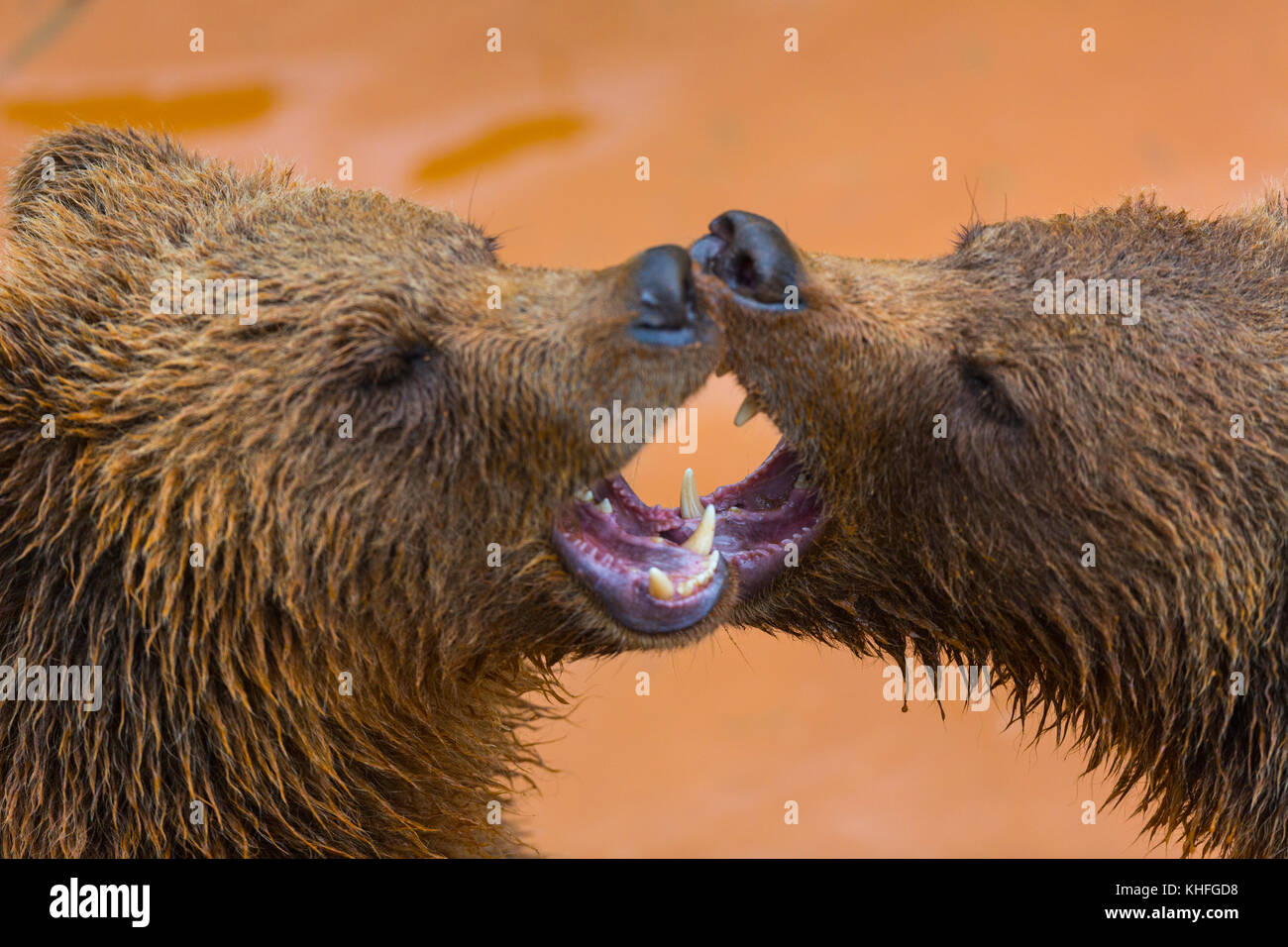 Brown bear (Ursus arctos) Stock Photo