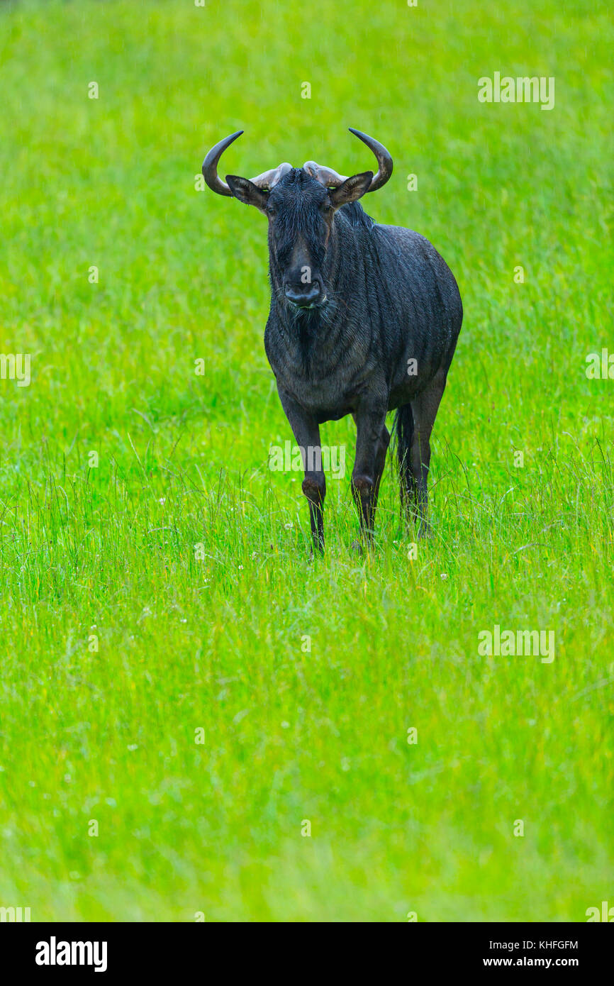 Blue wildebeest or Common wildebeest (Connochaetes taurinus) Stock Photo