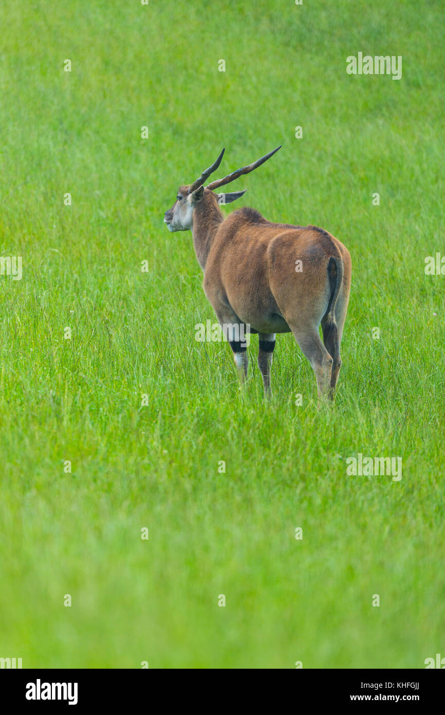 Common eland (Taurotragus oryx) Stock Photo