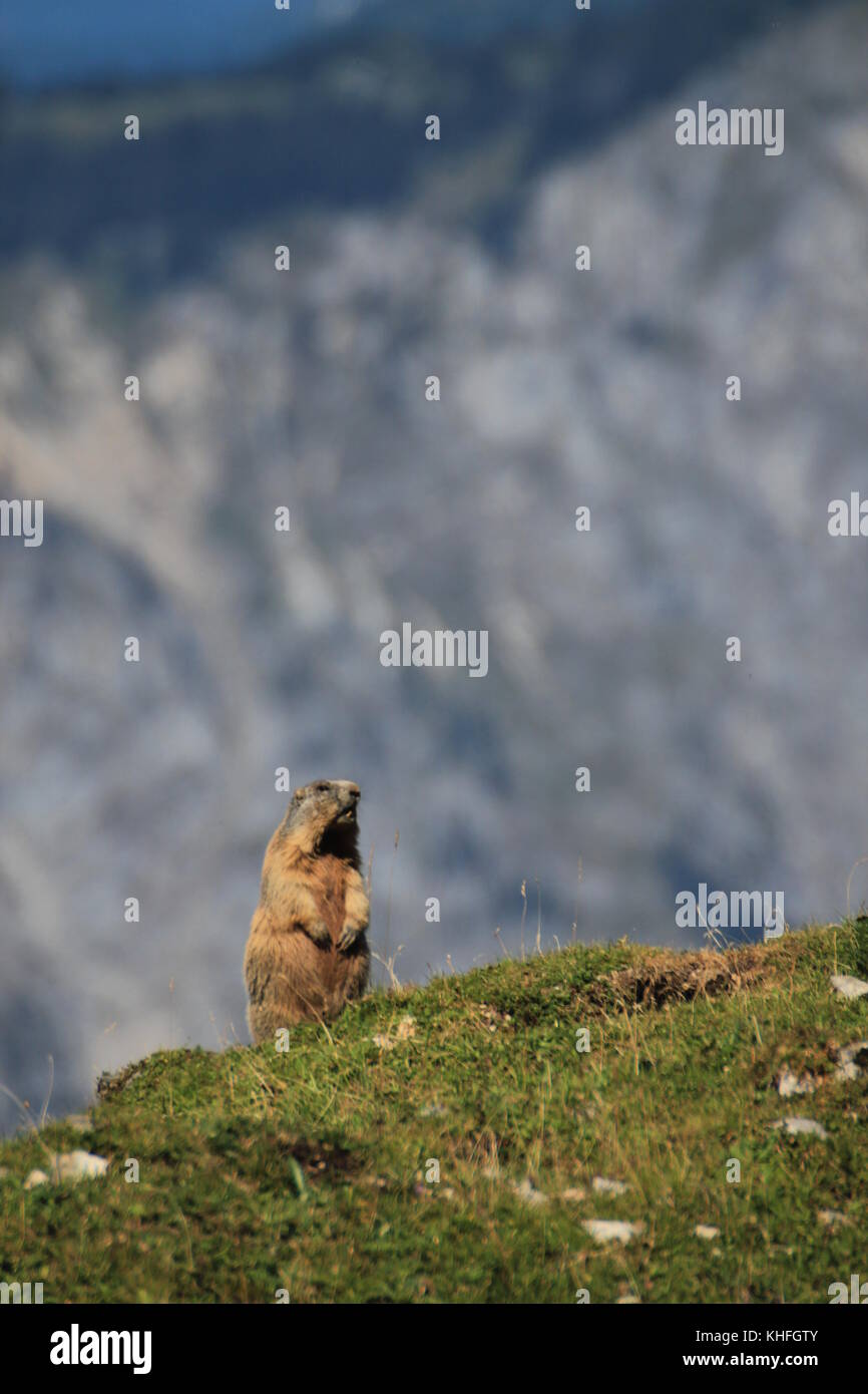 A marmot (Marmota marmota) in the Austrian mountains stands up on the look out for danger. Stock Photo