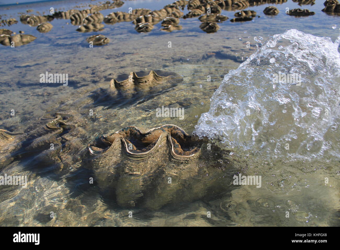 Giant clams spout saltwater as they close their shells at low tide on Orpheus Island Research Station, Queensland, Australia. Stock Photo
