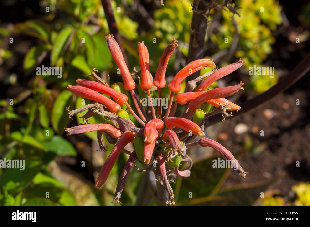 Spectacular striking tall bright orange tubular flower spikes of an