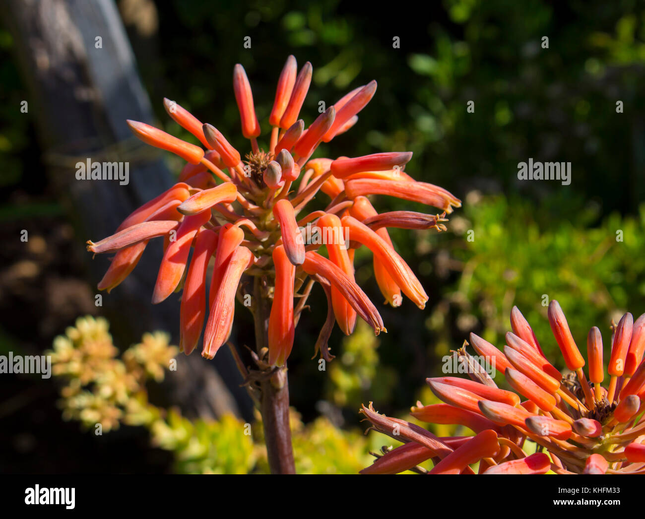 Spectacular Striking Tall Bright Orange Tubular Flower Spikes Of An Aloe Succulent Species In Late Winter Bloom Are Decorative And Long Lasting Stock Photo Alamy