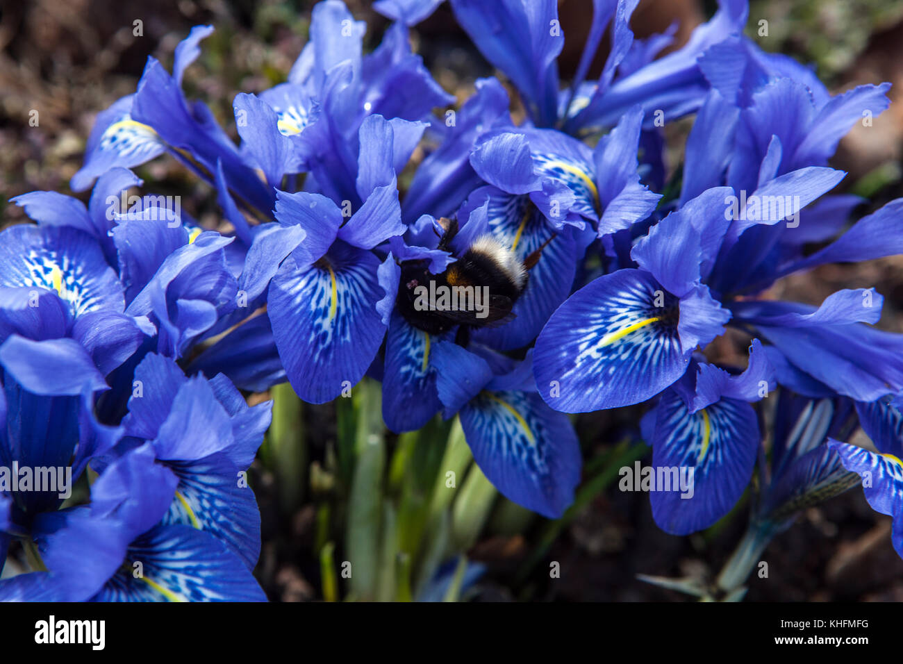 Iris histrioides ' Lady Beatrix Stanley ' beautiful blue flowers Stock Photo
