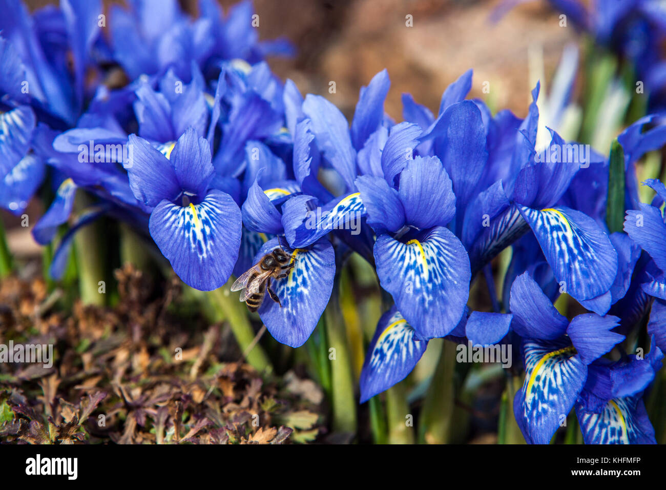 Iris histrioides ' Lady Beatrix Stanley ' bee Irises Stock Photo