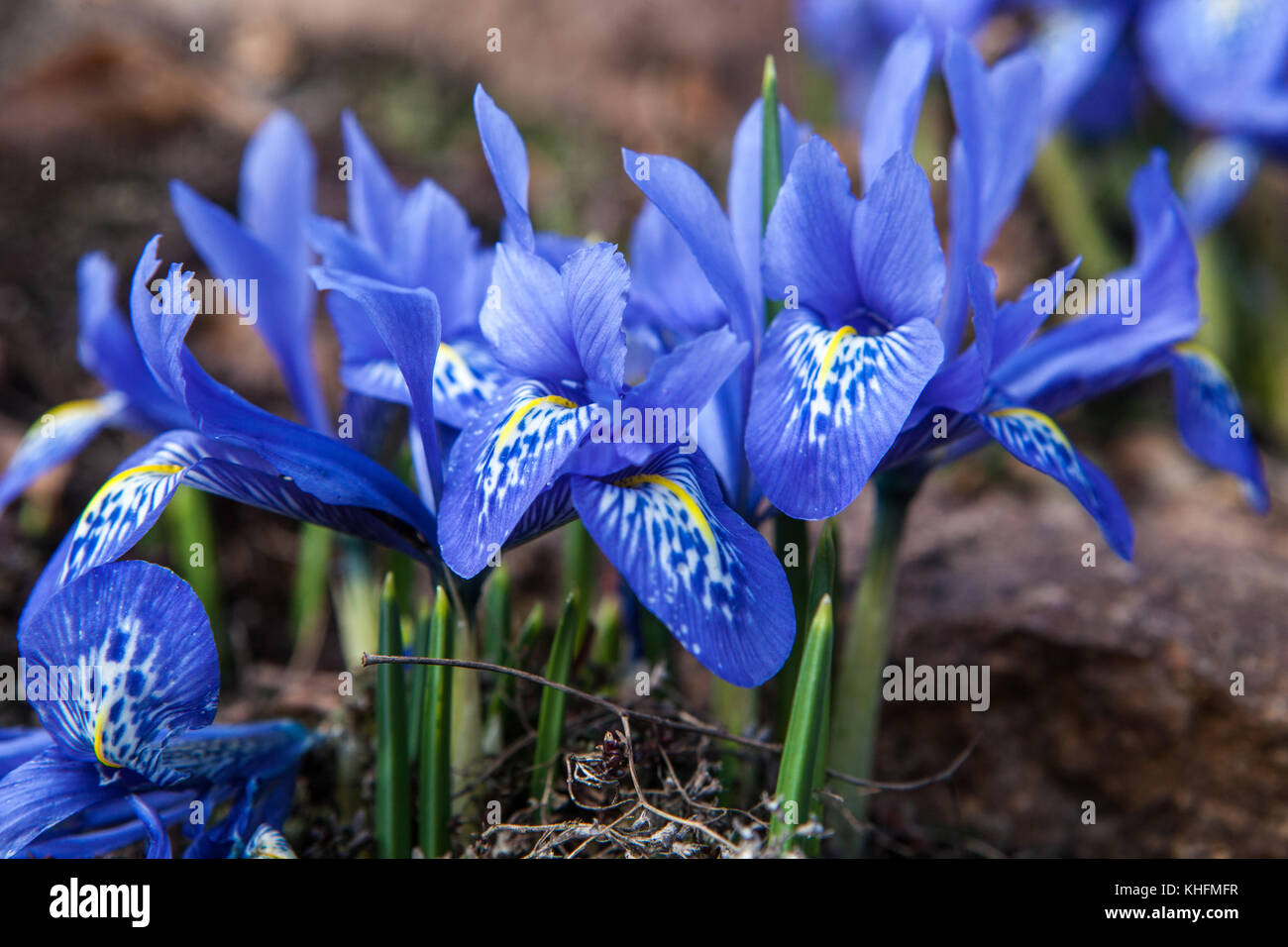 Iris histrioides ' Lady Beatrix Stanley ' Stock Photo