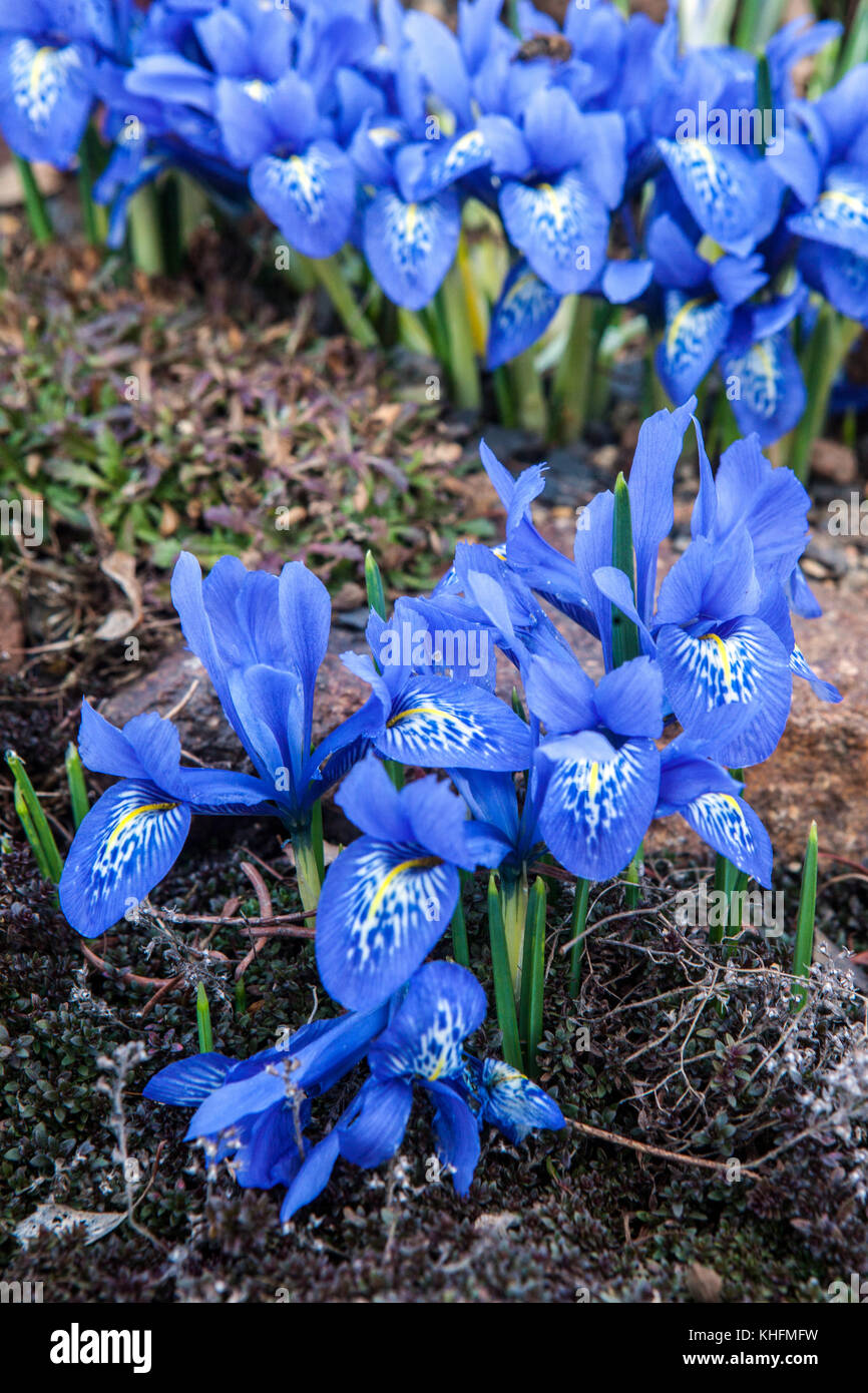 Iris histrioides ' Lady Beatrix Stanley ' Stock Photo