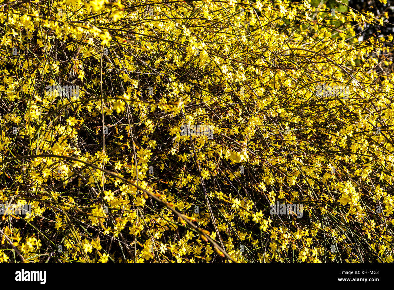Winter jasmine, Jasminum nudiflorum, flowering twigs Stock Photo Alamy