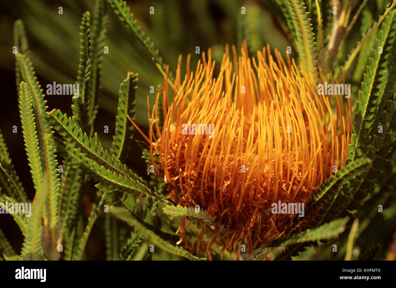 Showy dryandra (Banksia formosa), closeup of flower. Bluff Knoll, Stirling Range National Park, Western Australia Stock Photo