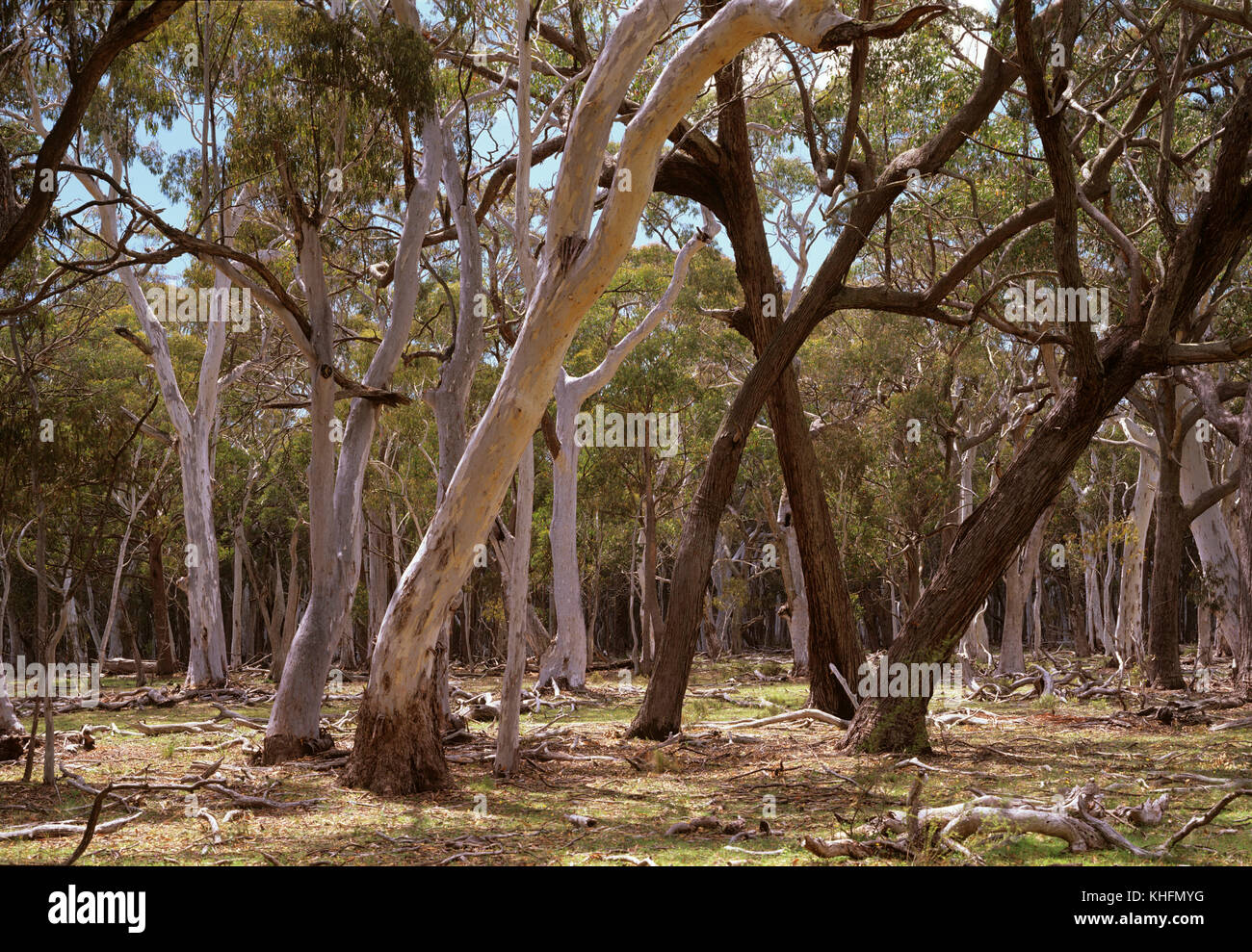 Snowgums (Eucalyptus pauciflora) and Silver top stringybark (Eucalyptus laevopinea), with dark trunks, in open forest, with grassy understorey. Coolah Stock Photo